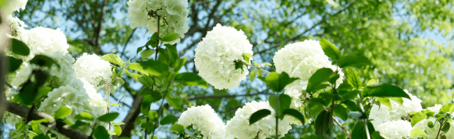 Close-up of ivory hydrangea shrubs against a blue background