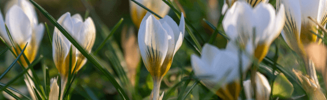 Close up of snowdrops in spring