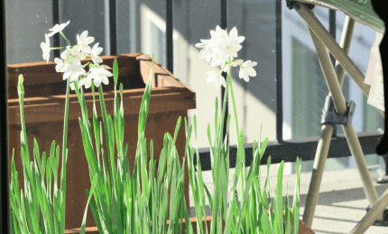 Image of a balcony with a seat and garden pots of greenery and budding flowers