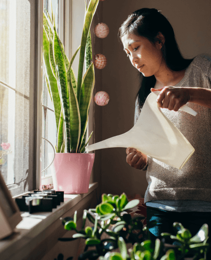 Customer with long dark hair waters an indoor succulent plant sat on the windowsill
