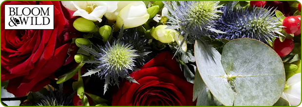Bloom and Wild