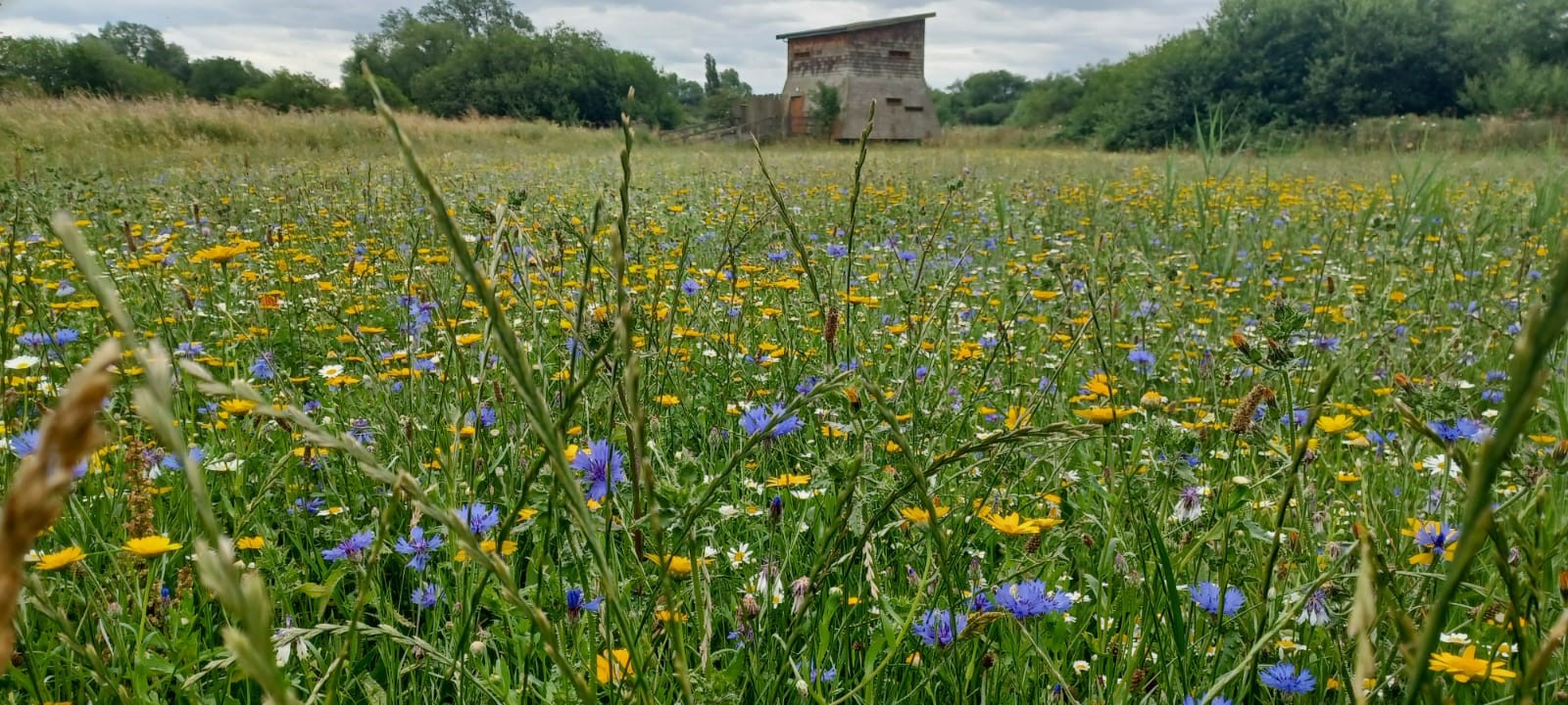 Watermead country park image