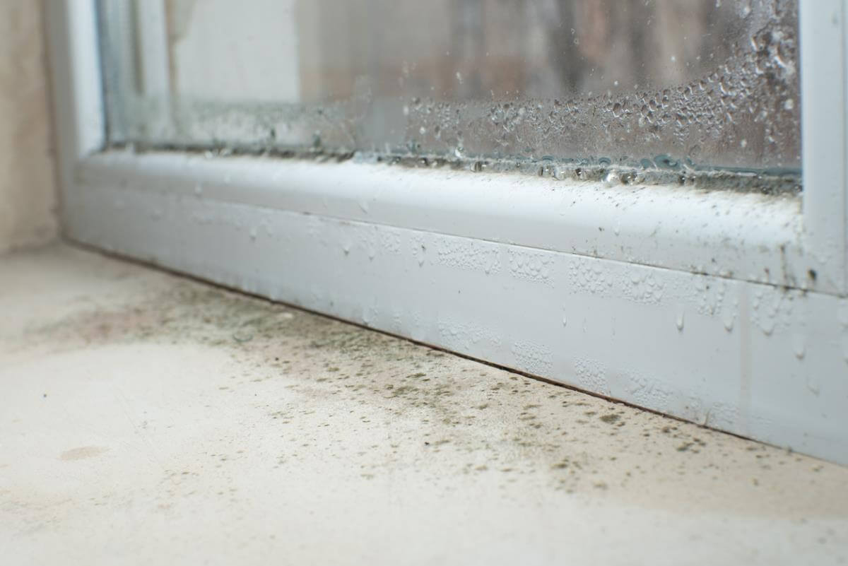 Condensation and mould visible along a window frame and windowsill.