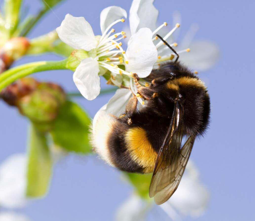 A buff-tailed bumblebee feeding on a white flower against a soft blue background.