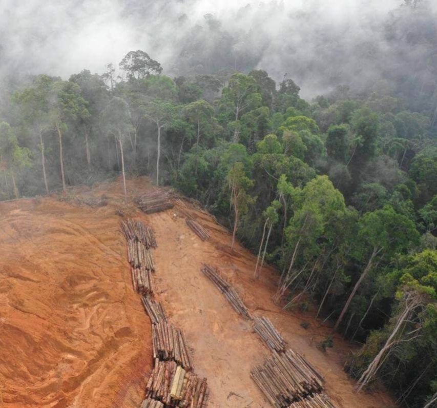 Aerial view of a partially cleared rainforest, with felled logs and exposed earth beside dense green trees and mist-covered forest.