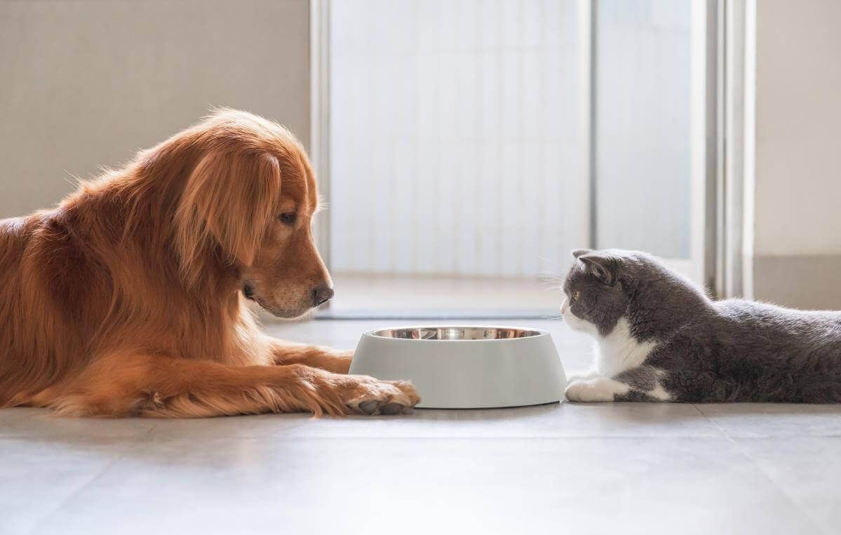 A golden retriever and grey-and-white cat lie on the floor facing each other across an empty pet food bowl.
