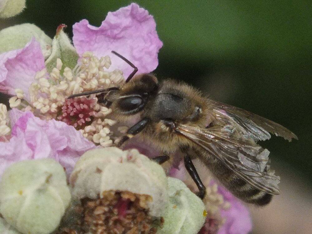Close-up of a honeybee feeding on pale pink bramble flowers against a blurred green background.