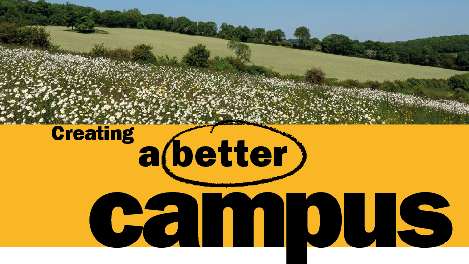 This image shows a yellow text box with black text reading 'Creating a better campus'. Above the text is a photo of the South Downs, with daisies growing. 