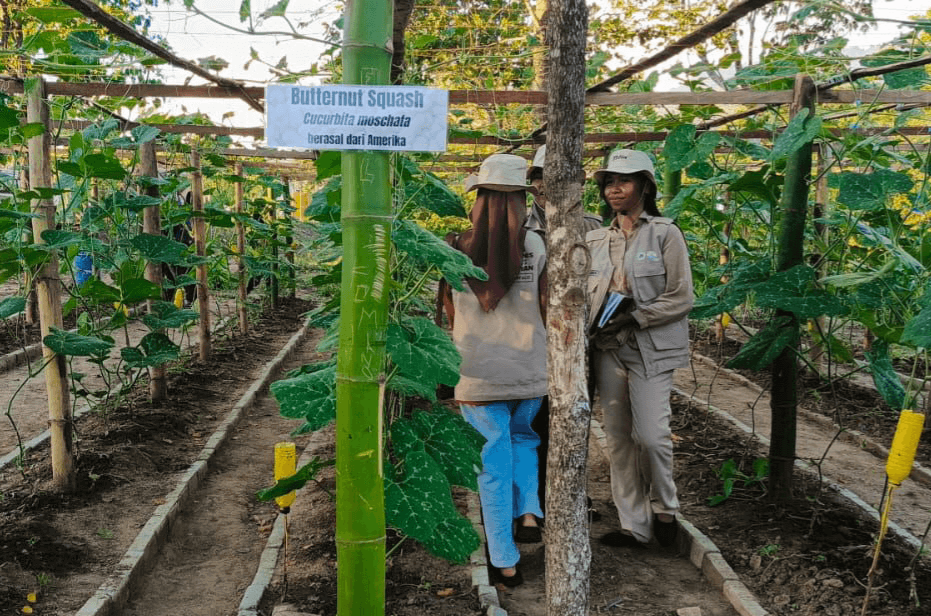 Two researchers in field uniforms stand in a trellised butternut squash plot, surrounded by green vines and an Indonesian-language plant label, illustrating collaborative agricultural work in Indonesia.