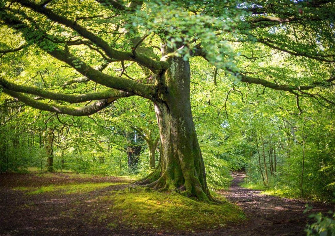 Sunlight filters through dense green woodland as a large, mossy tree stands next to a winding forest path.