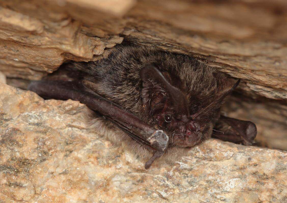 Close-up of a barbastelle bat tucked into a rocky crevice, ears folded forward.