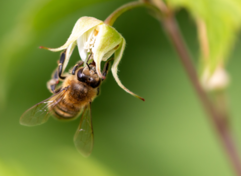 A bee collecting nectar from a raspberry flower.