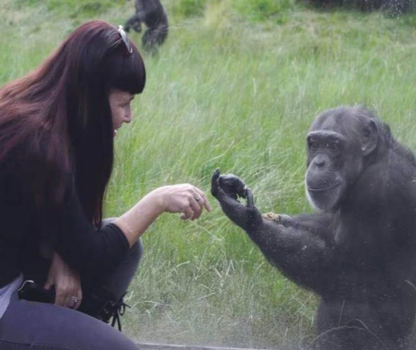 Professor Gillian Forrester crouches beside a chimpanzee, observing their hand gesture.